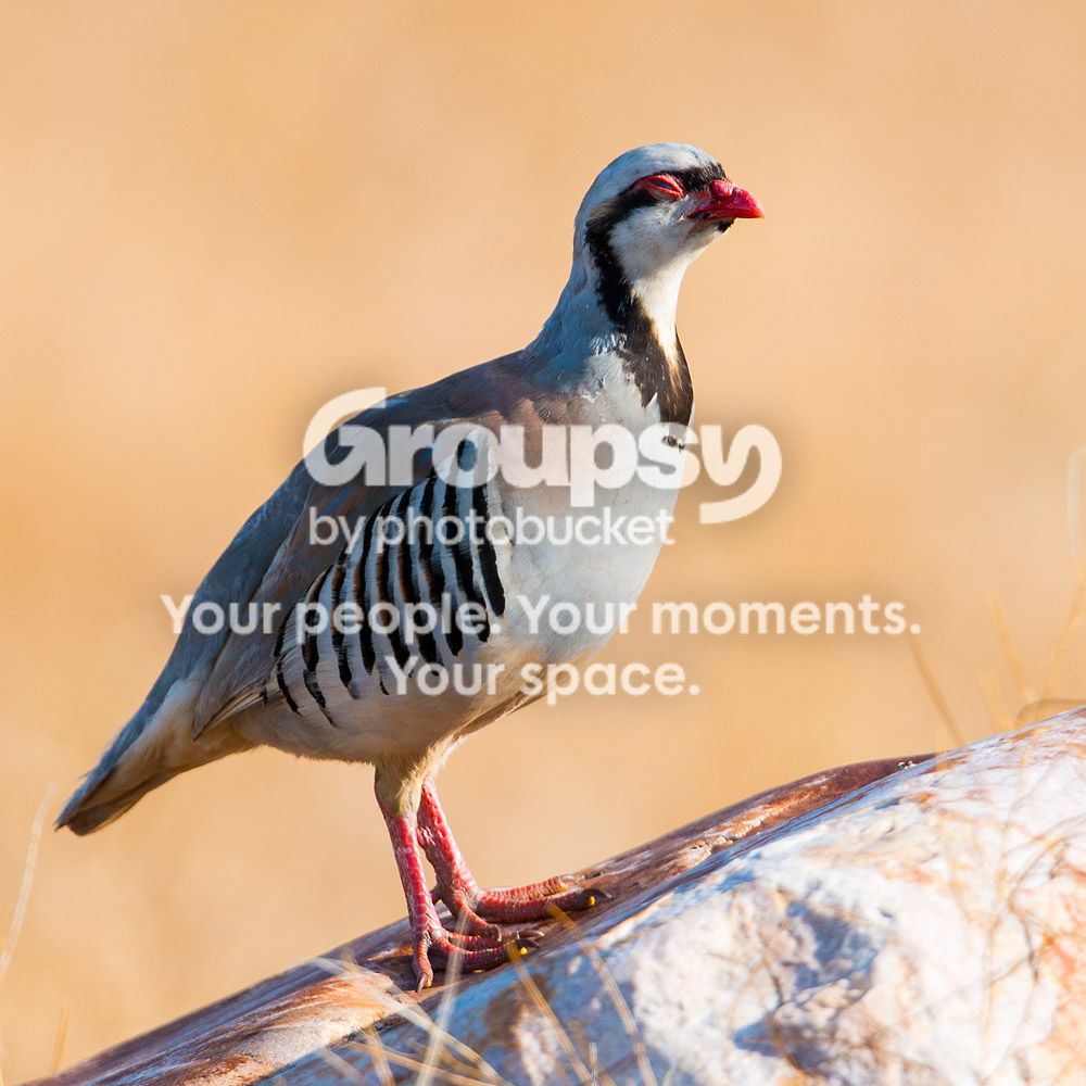 chukar_zpsda1c2f37.jpg