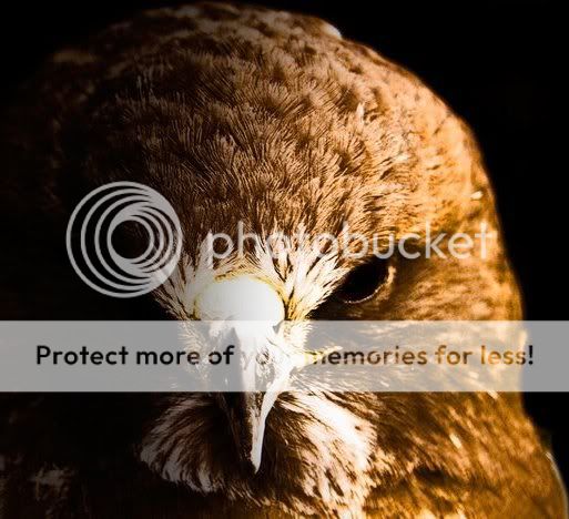 eagle.jpg