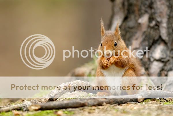 _D2N5958_squirell_three.jpg