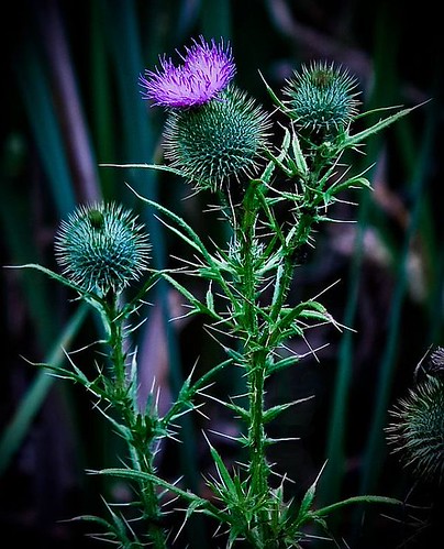 3822087833_1f6d3a1e34.jpg