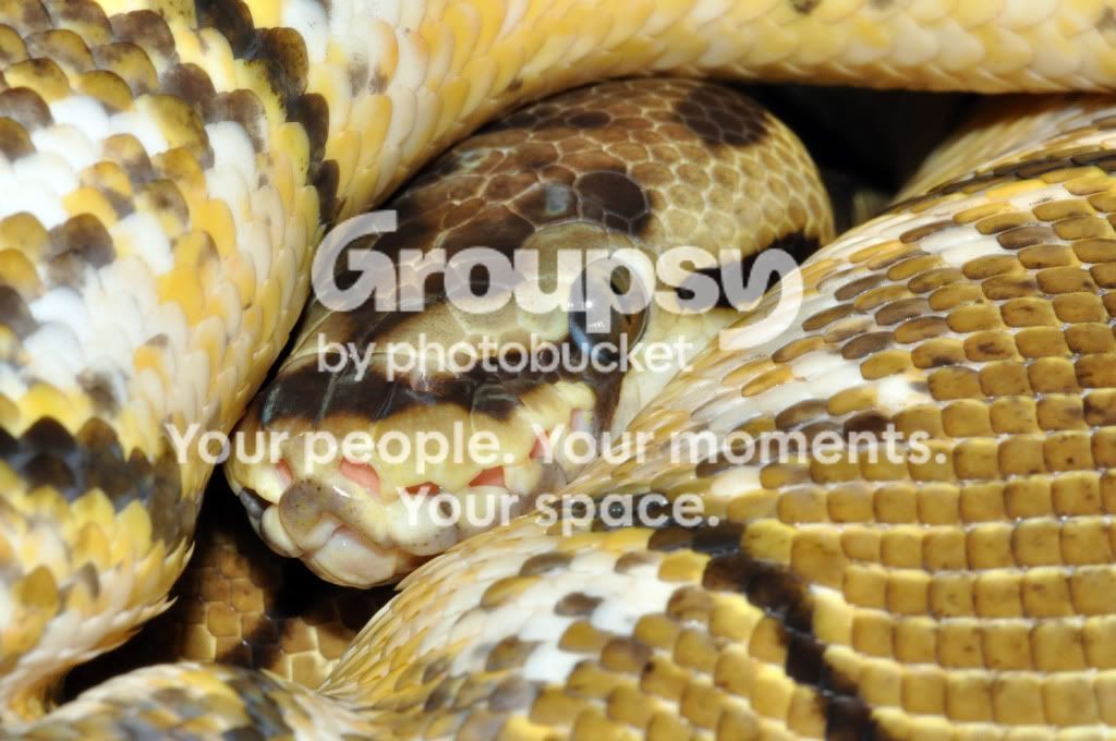 Broodshy.jpg