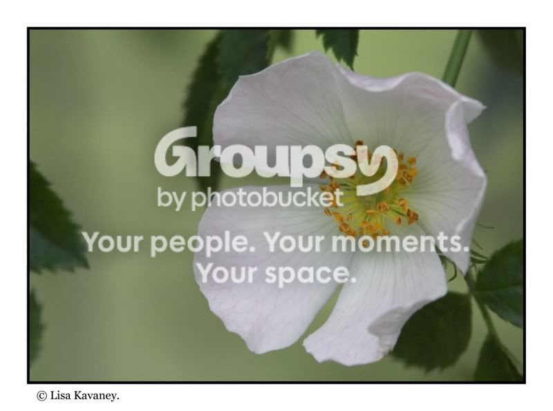 whiteflower2copy.jpg
