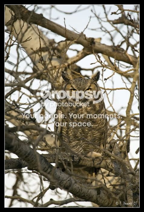 Great-horned-owl-1.jpg