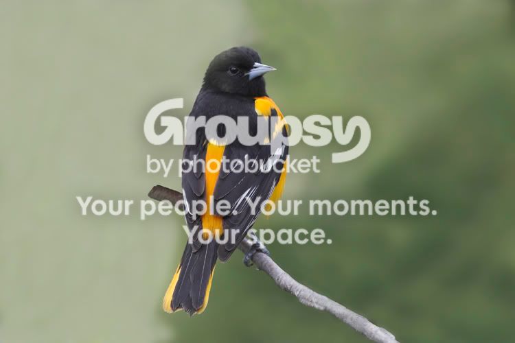 BaltimoreOriole10.jpg