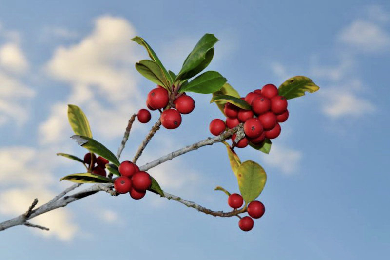 berries.jpg