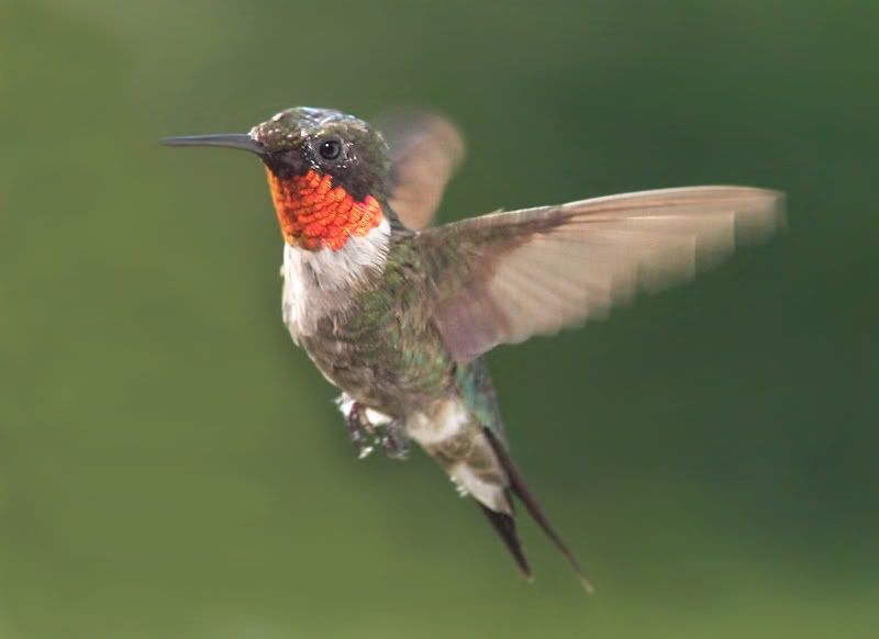 Hummergoodlight.jpg
