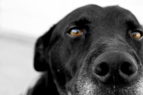 Barney_the_Dogasaur_by_ryanwellis.jpg