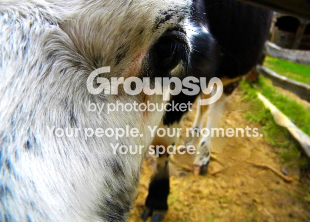 Cow.jpg