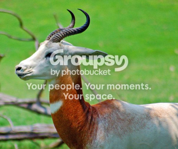 gazelle1111.jpg