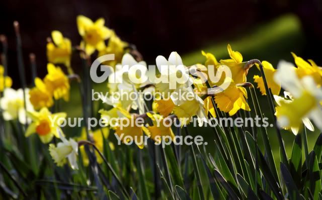 Springarrives.jpg