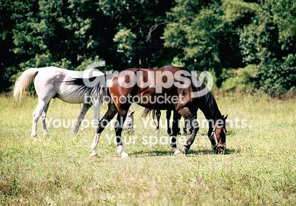 Horses2.jpg