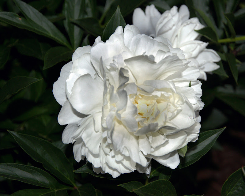 DSC_0063.jpg