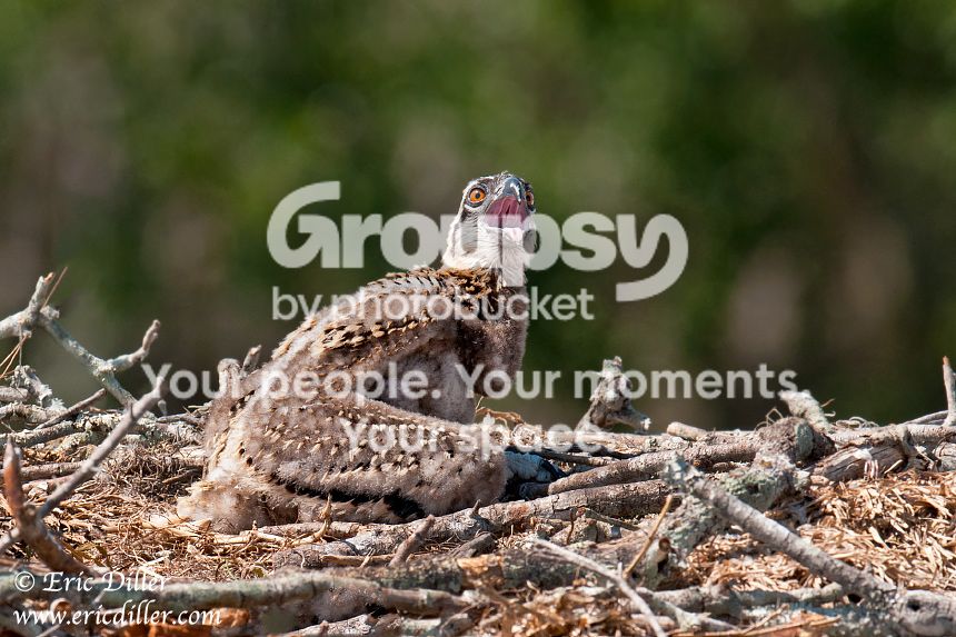 _ECD4818-copy860.jpg
