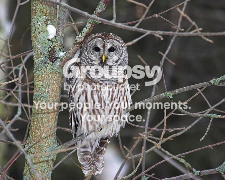 owl.jpg