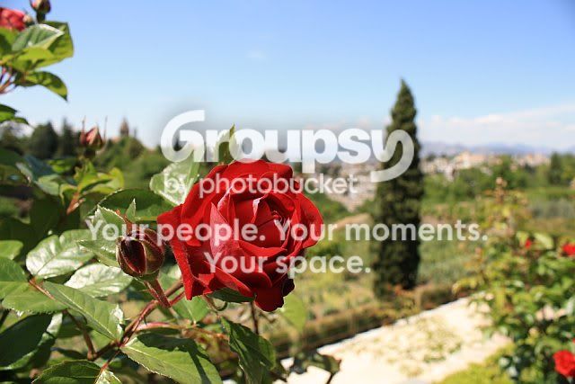 flower.jpg