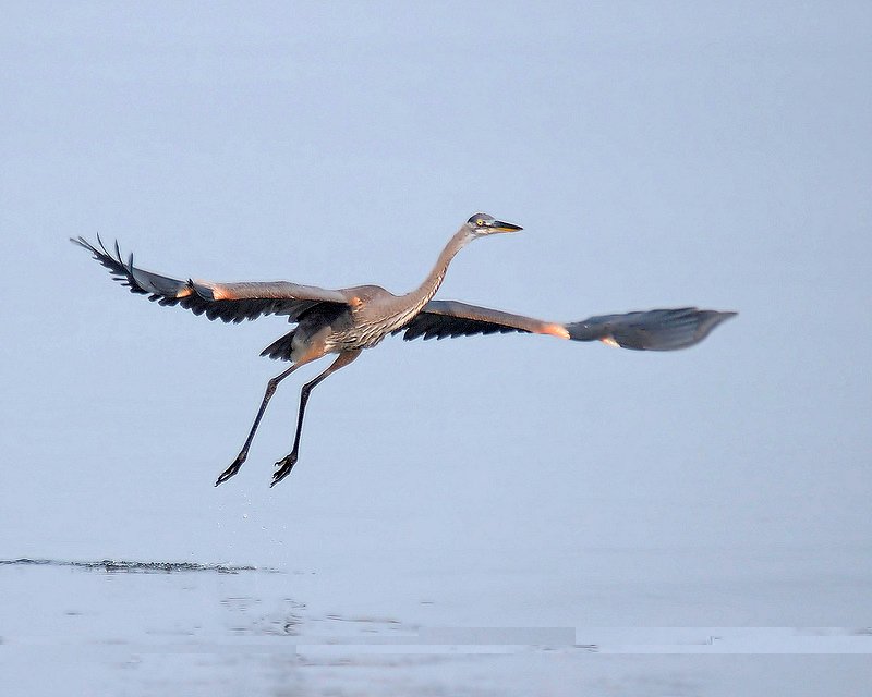 heron02.jpg