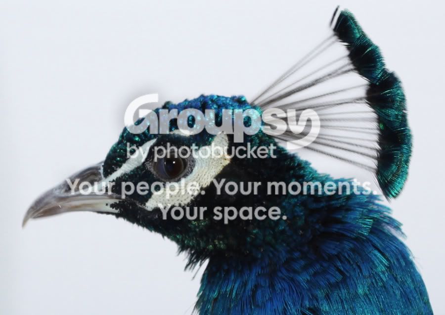 PeacockatGanChayotheadcrop2.jpg