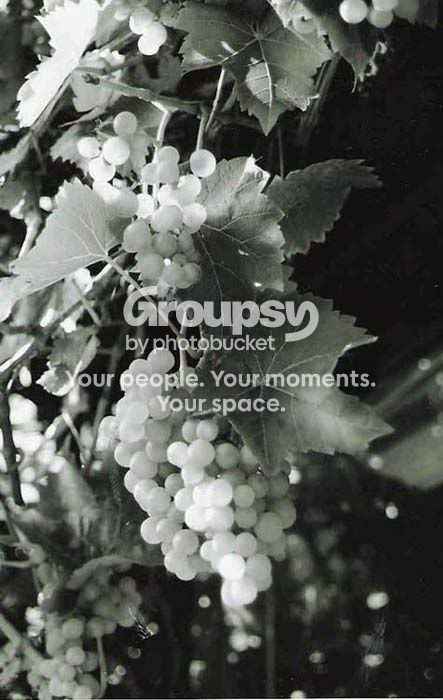grapes.jpg
