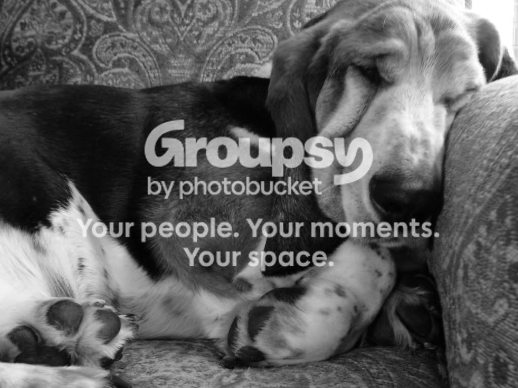 BlackandWhitedog.jpg
