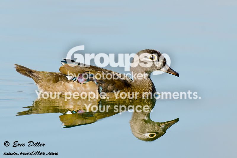 _ECD0961-copy800.jpg