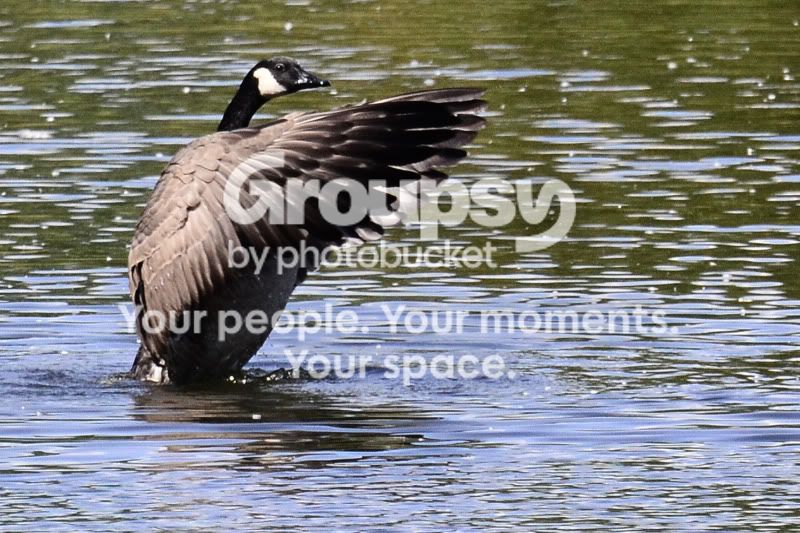 Goose3.jpg