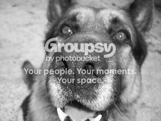 woofie1.jpg