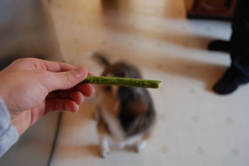 dogtreaet.jpg