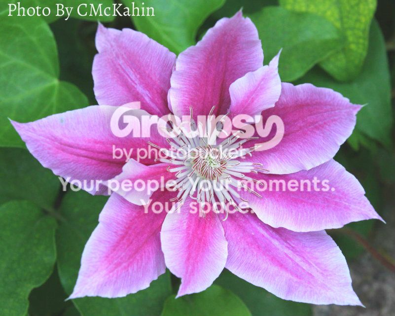 PondFlower2.jpg