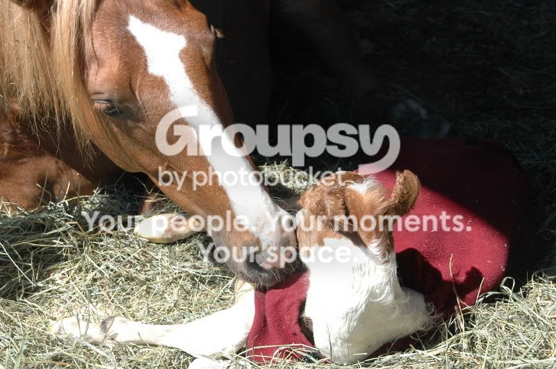 epona073.jpg