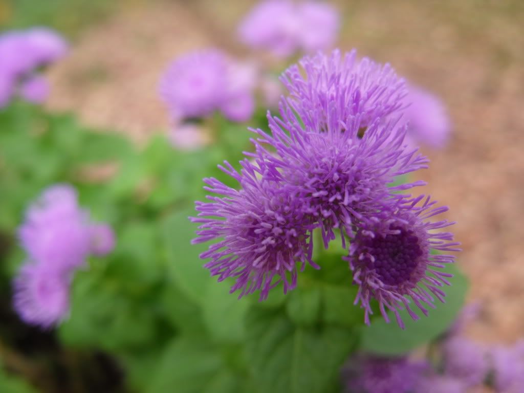 NewCamera2007.jpg