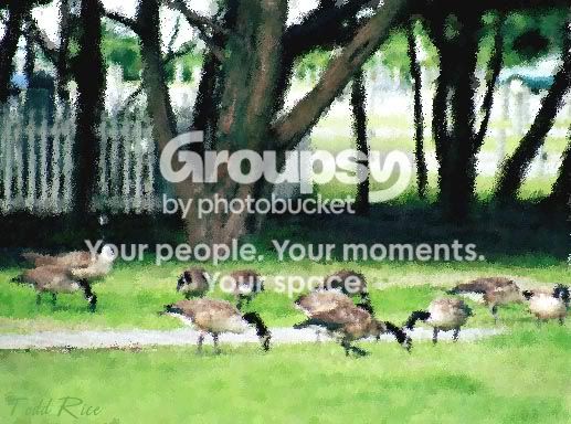 Geese.jpg
