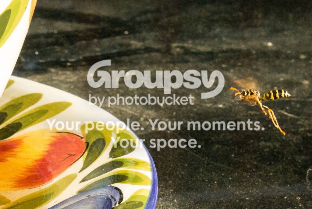 YellowjacketinFlight5.jpg