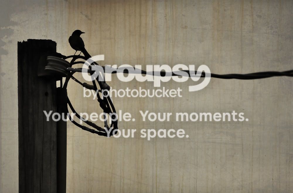 Birdpole.jpg