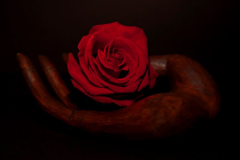 Roseinhand.jpg