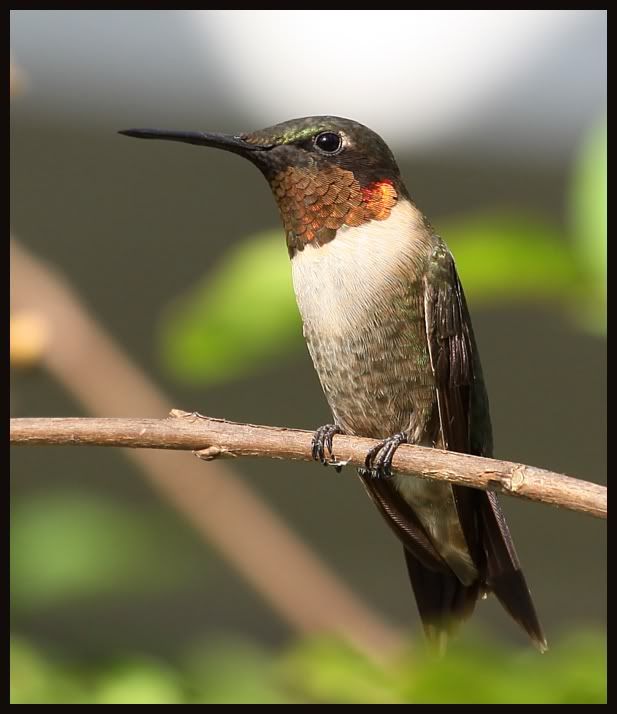 hummer2.jpg