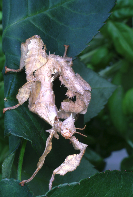 phasmid_01.jpg