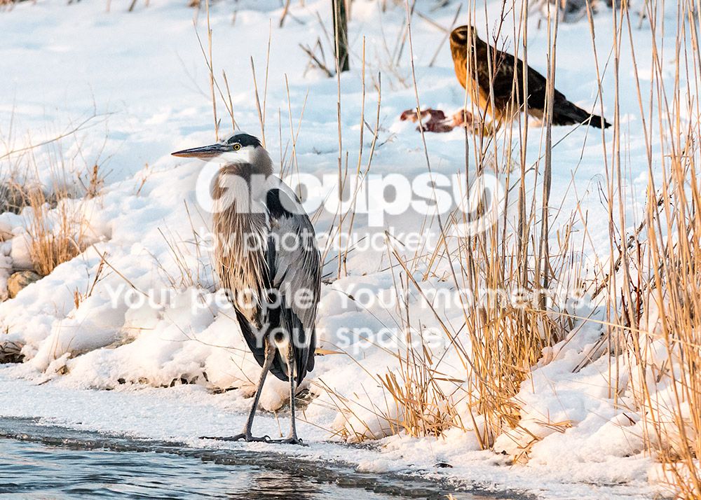 heron5_zps203969d6.jpg