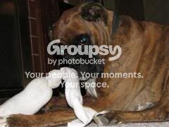 IMG_0289Standarde-mailviewWinCE.jpg