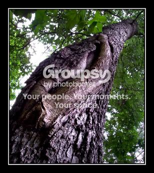 curvedtree.jpg