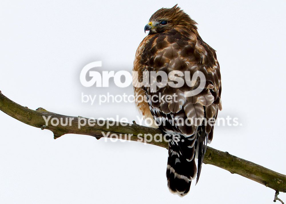 bird_zpsbd1cba58.jpg