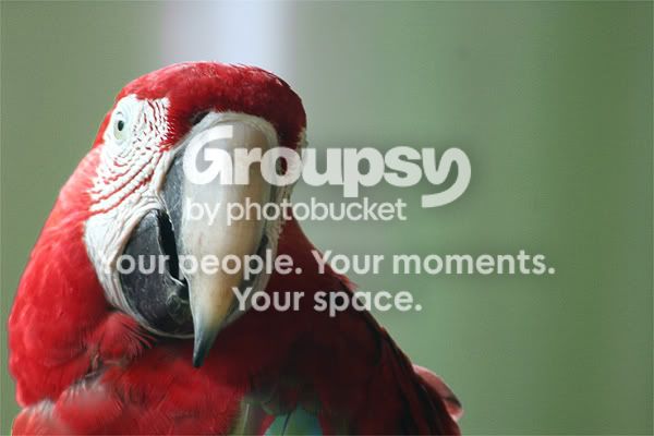 Parrot1copy.jpg