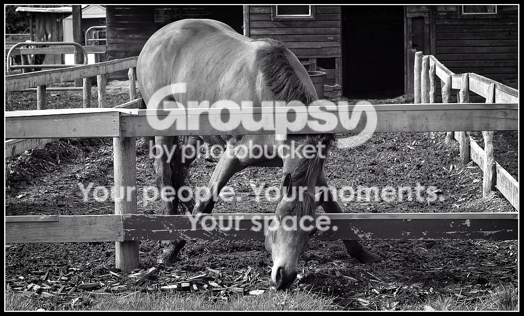 horse%201.jpg