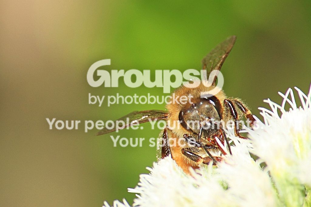 beeAug29rs.jpg