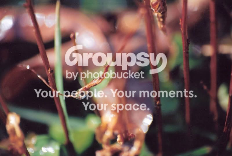 waterdropletonstraybrowngrass.jpg