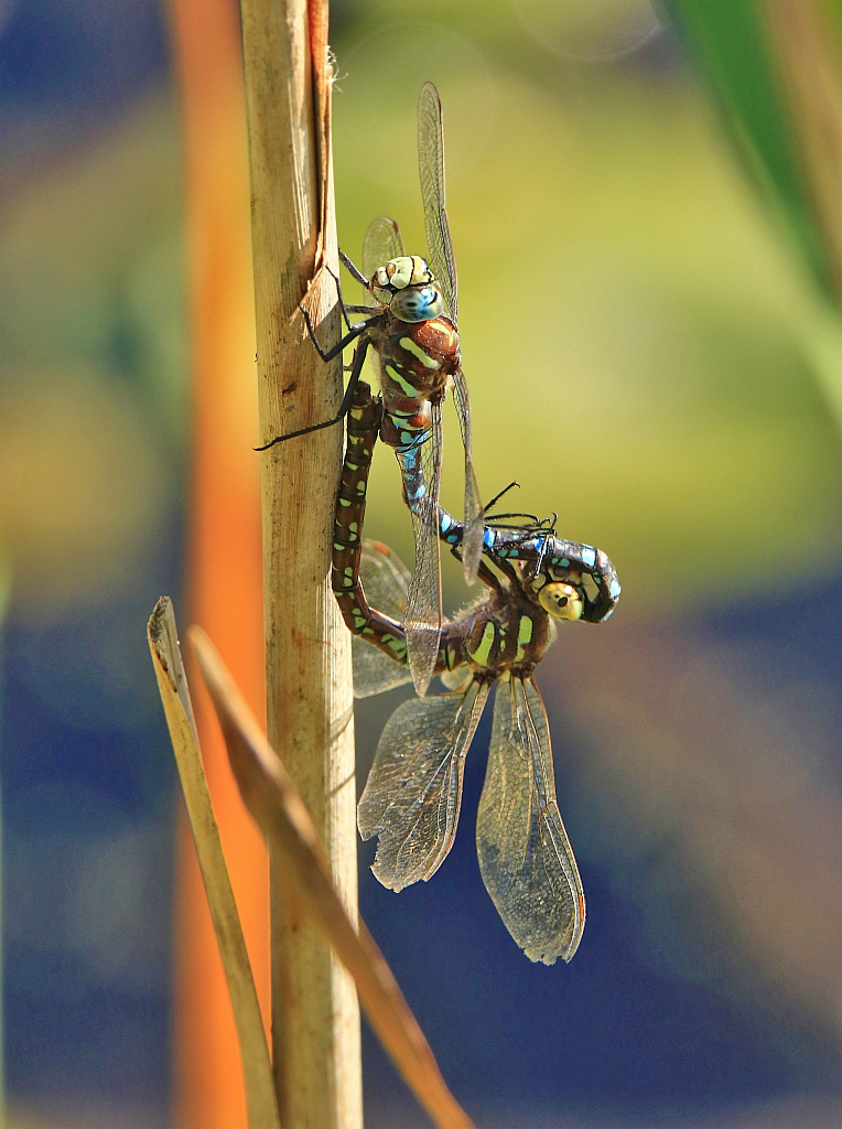 IMG_0965_sm.jpg