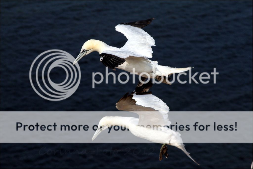 Helgoland_Vgel_4.jpg