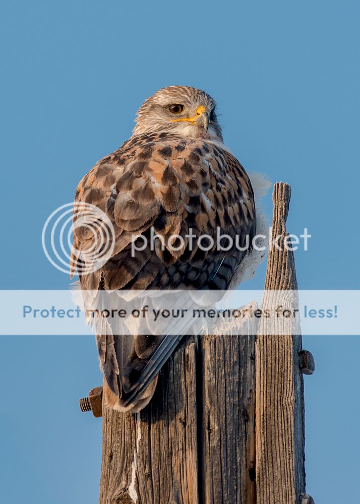 raptor1_zps263d9912.jpg