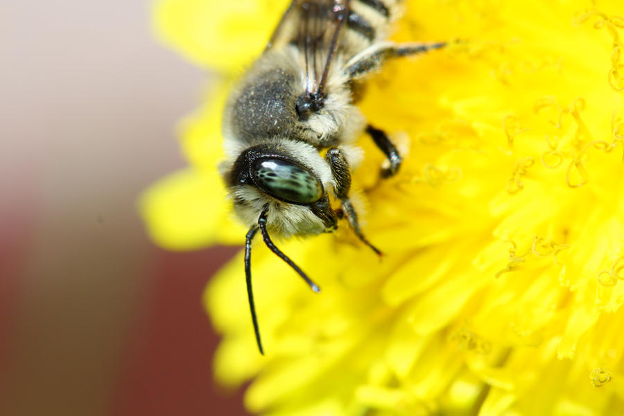 Bee_Eyes_by_mack1time.jpg