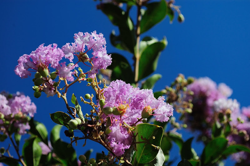 DSC_7522_01.JPG