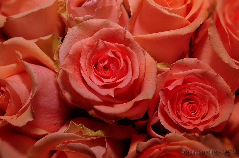 7830334452_aa258d9622_c.jpg